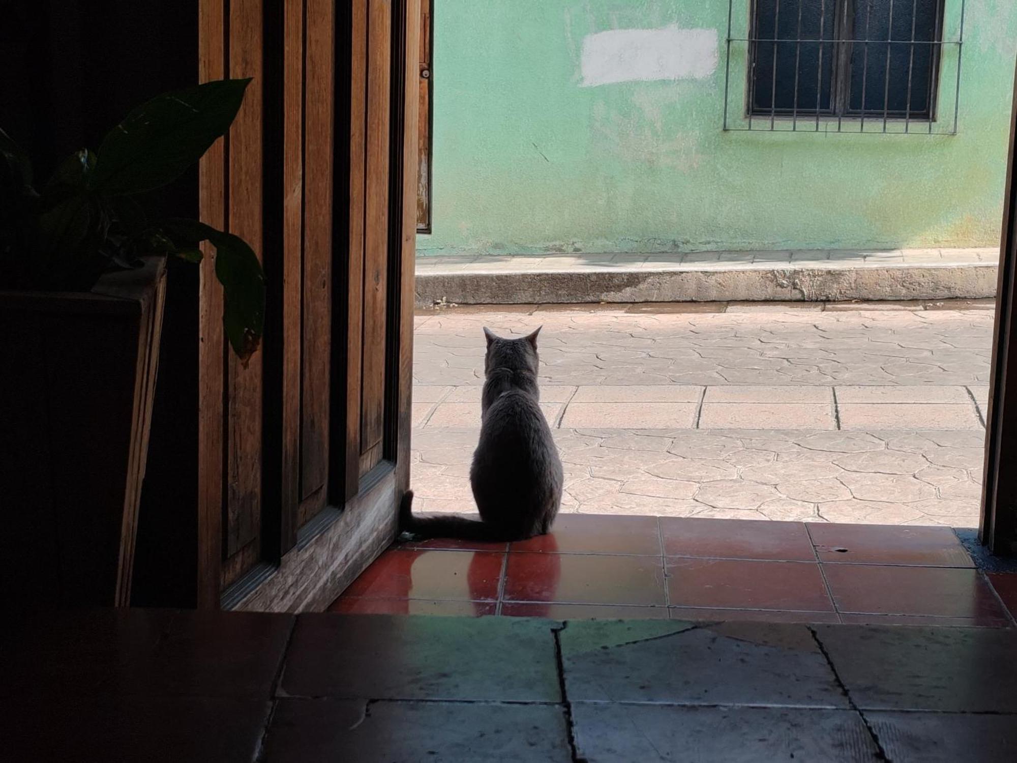 Casa Satoshi Pansiyon San Cristóbal de Las Casas Dış mekan fotoğraf